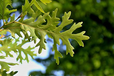 Quercus cerris 'Laciniata' - dub cer - jarní list